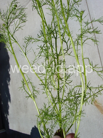 chamomile, wild
